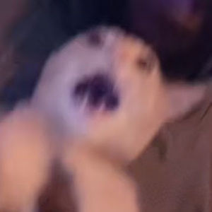 Meet your Posher, Veronica